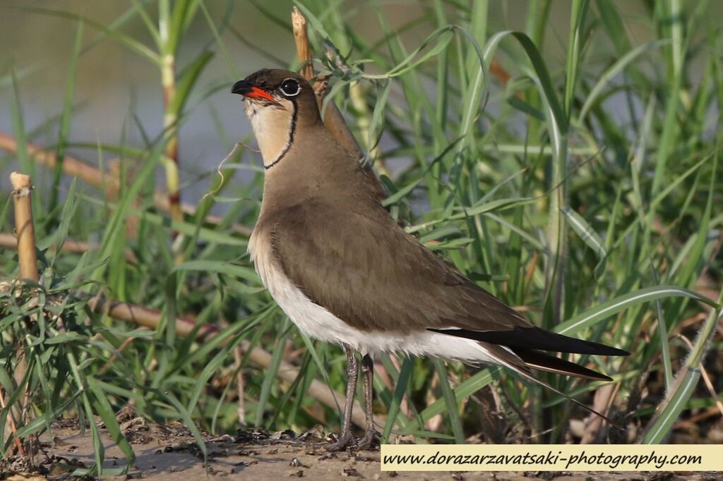 Glaréole à collier