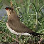 Glaréole à collier