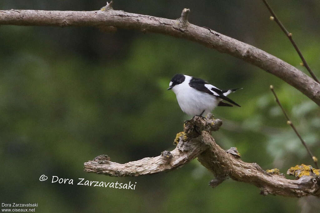 Collared Flycatcher male adult breeding, habitat