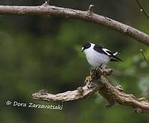 Collared Flycatcher