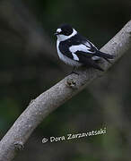 Collared Flycatcher