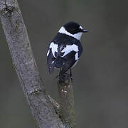 Collared Flycatcher