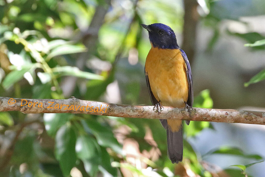 Chinese Vivid Niltavaadult, identification