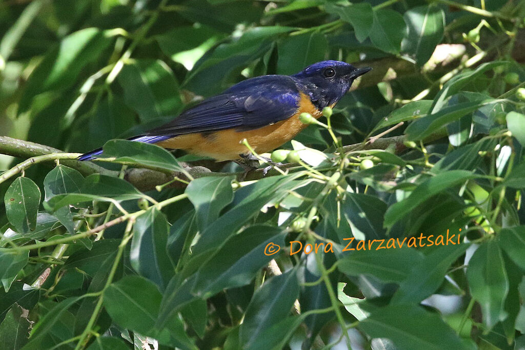 Taiwan Vivid Niltavaadult, identification, habitat