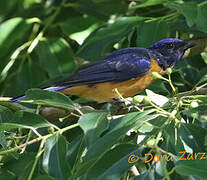 Chinese Vivid Niltava