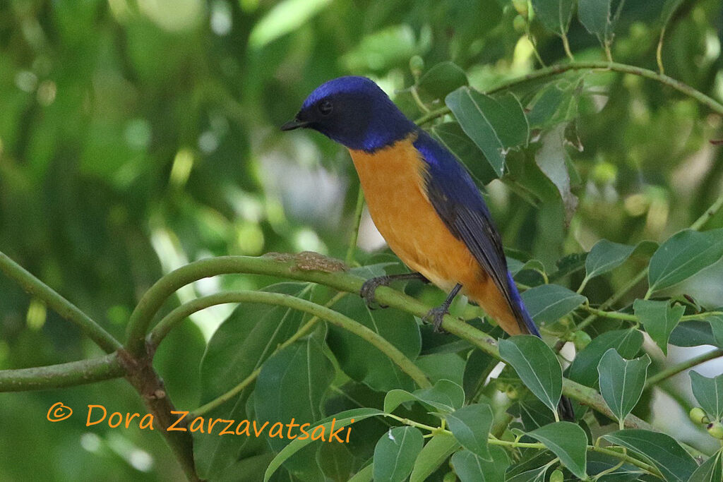 Chinese Vivid Niltavaadult, identification