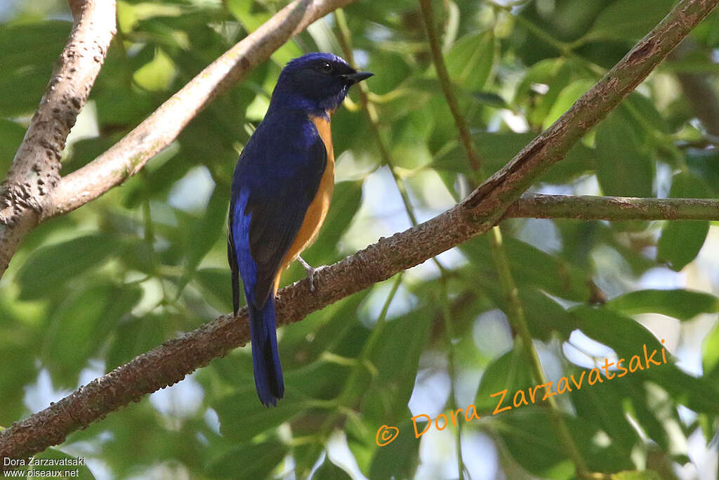 Chinese Vivid Niltava male adult, identification