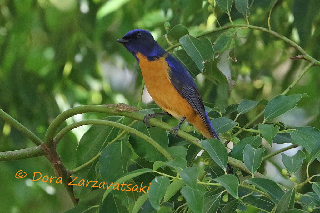 Taiwan Vivid Niltavaadult, identification, habitat