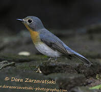 Indochinese Blue Flycatcher