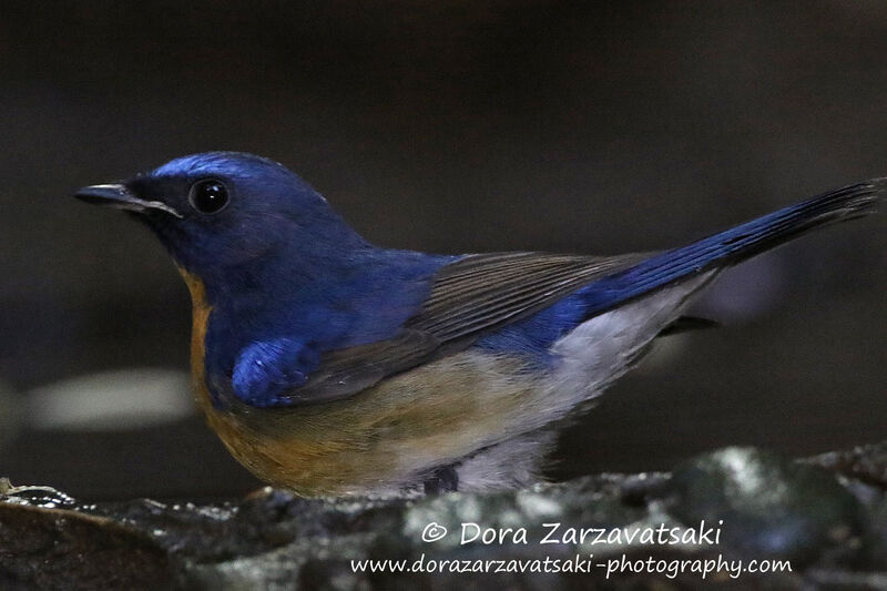 Chinese Blue Flycatcher male adult, identification