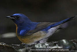 Chinese Blue Flycatcher