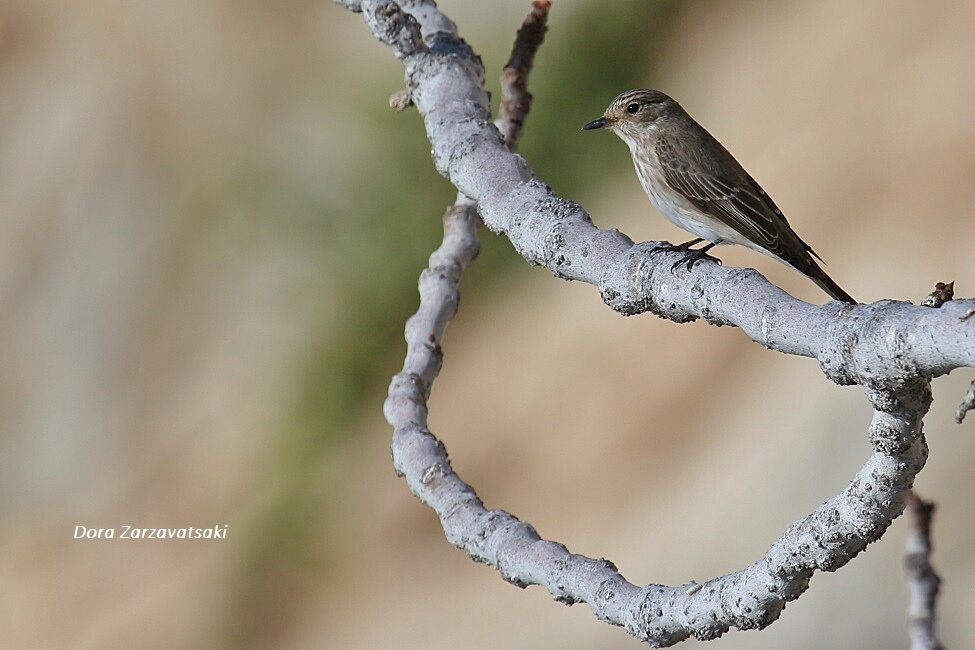 Spotted Flycatcher