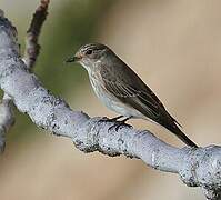 Spotted Flycatcher