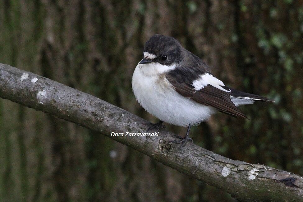 European Pied Flycatcher