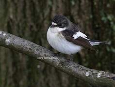 European Pied Flycatcher