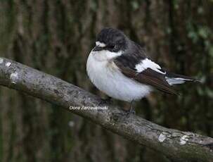 Gobemouche noir