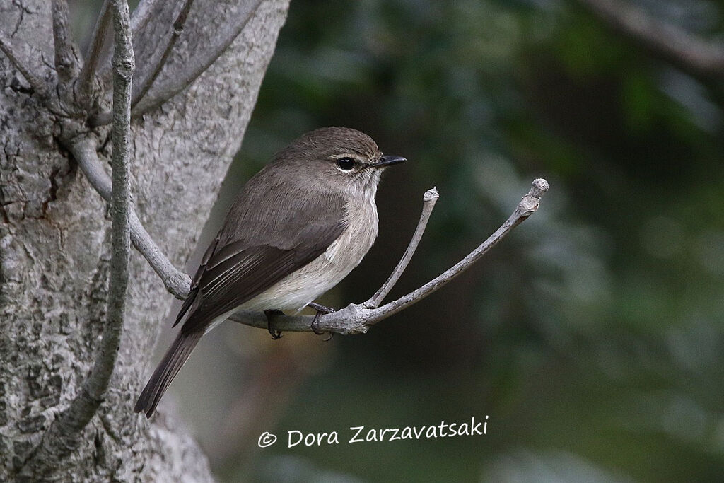 African Dusky Flycatcheradult