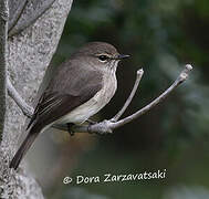 African Dusky Flycatcher