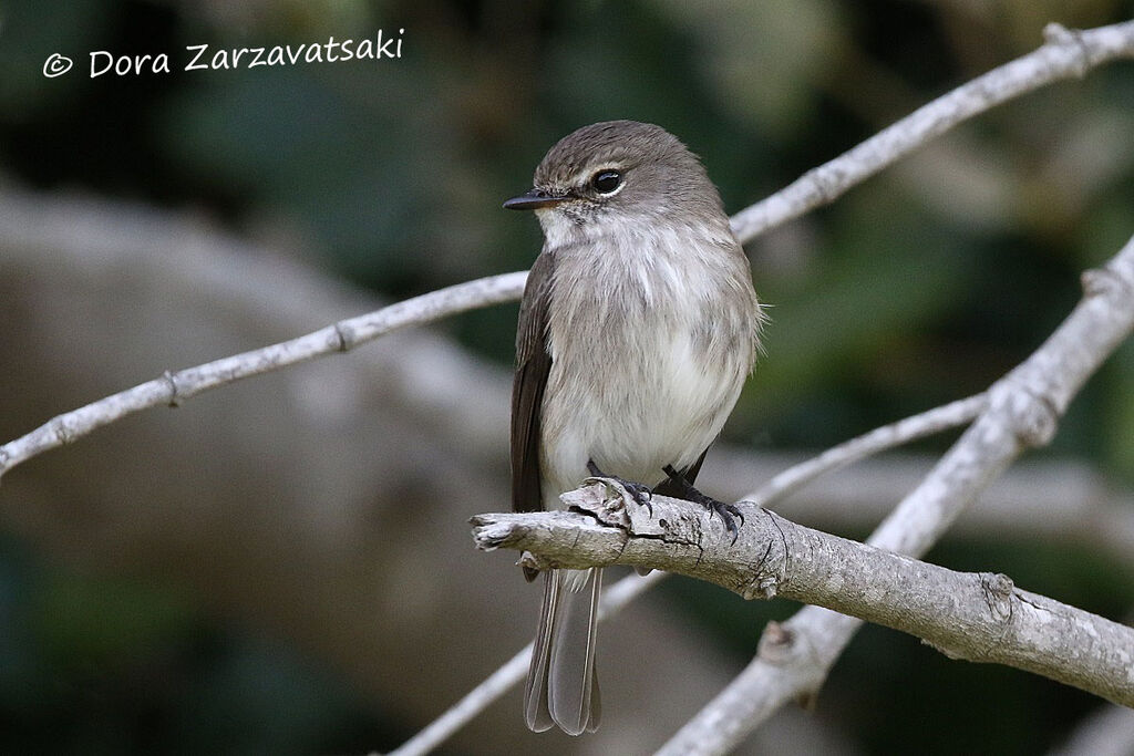 African Dusky Flycatcher