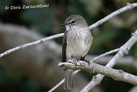 African Dusky Flycatcher