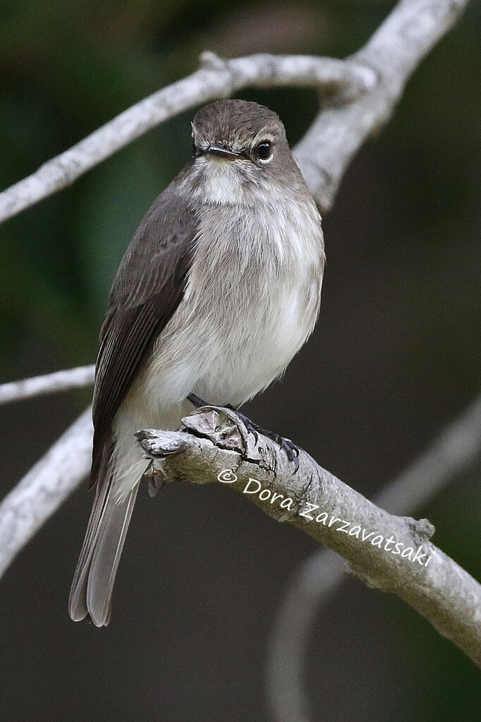 African Dusky Flycatcher