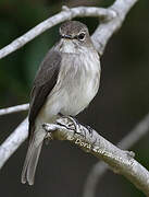 African Dusky Flycatcher