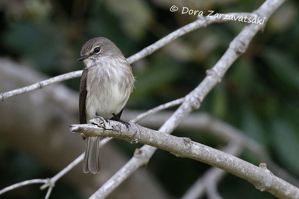 African Dusky Flycatcher