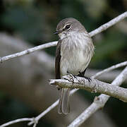 African Dusky Flycatcher