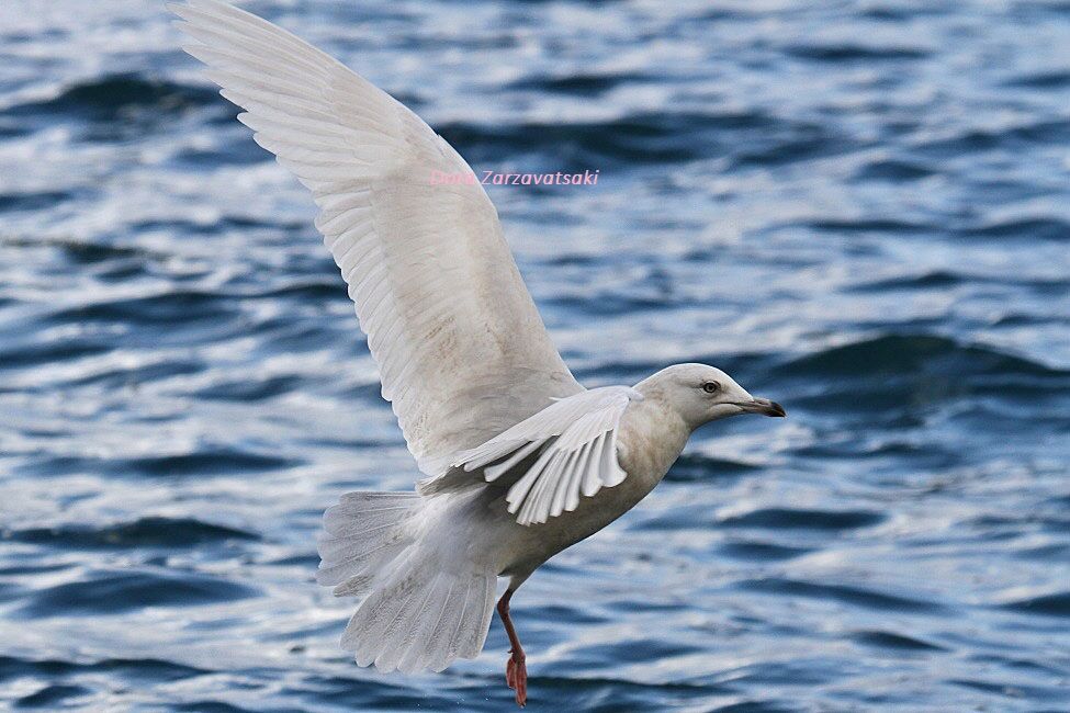 Goéland à ailes blanches