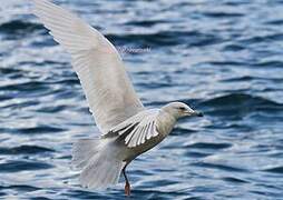 Iceland Gull