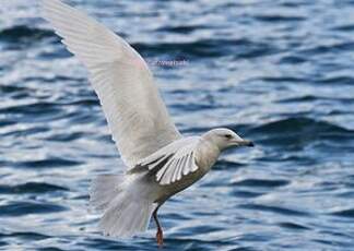 Goéland à ailes blanches