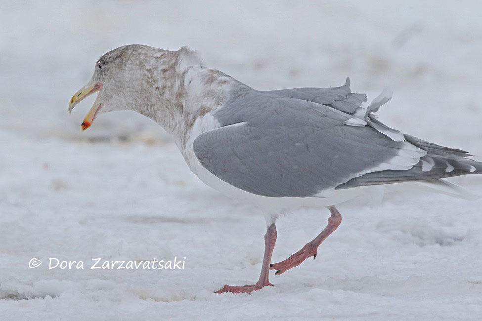 Glaucous-winged Gull