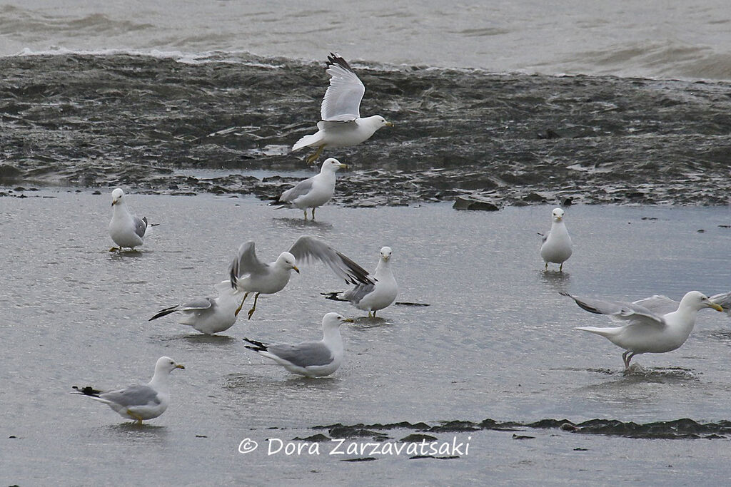 Ring-billed Gull