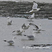 Ring-billed Gull