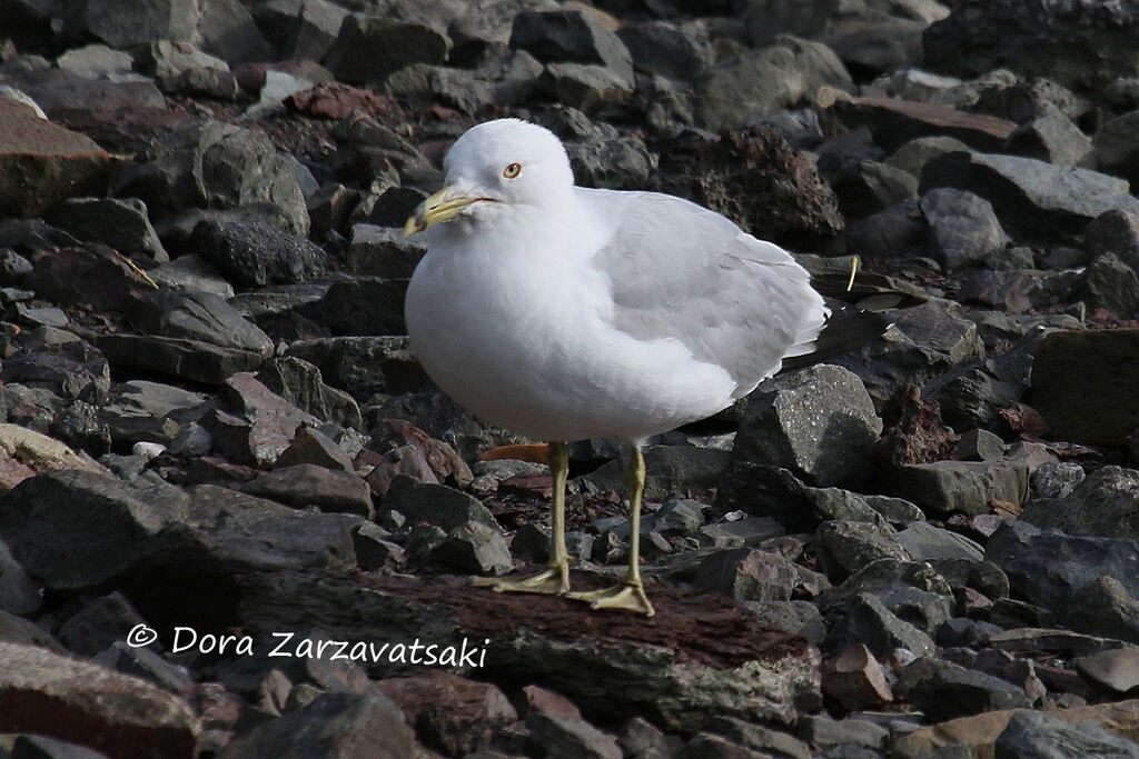 Ring-billed Gulladult