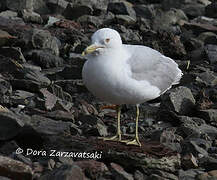 Ring-billed Gull