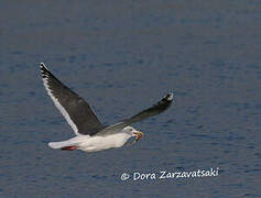 Slaty-backed Gull