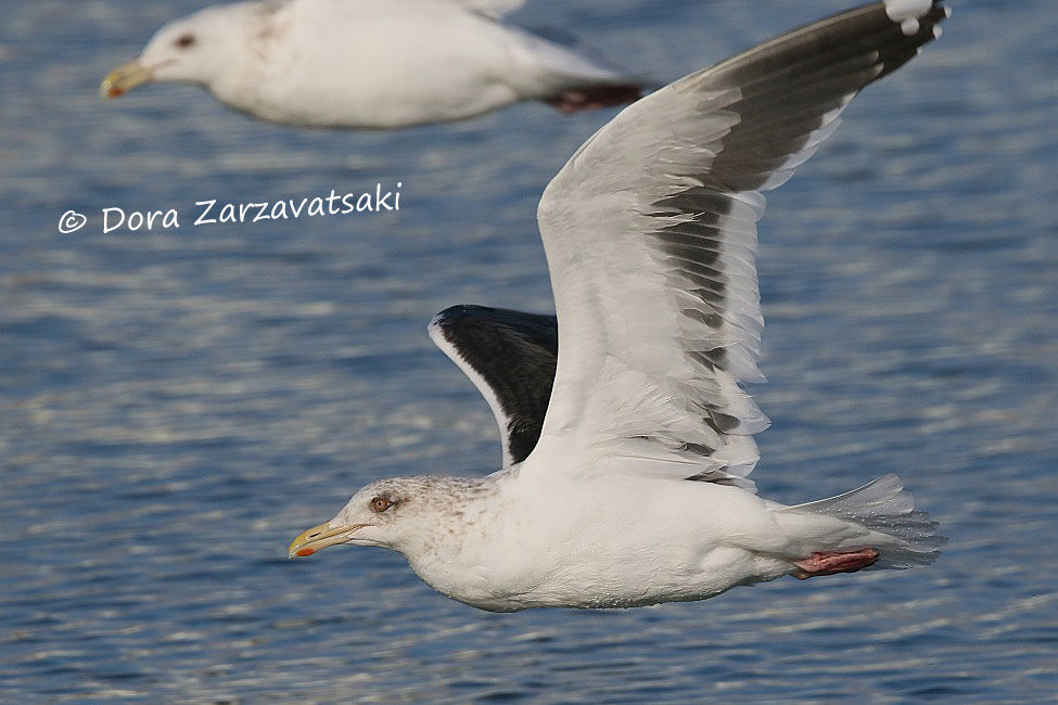 Slaty-backed Gull