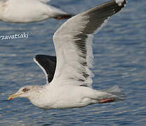 Slaty-backed Gull