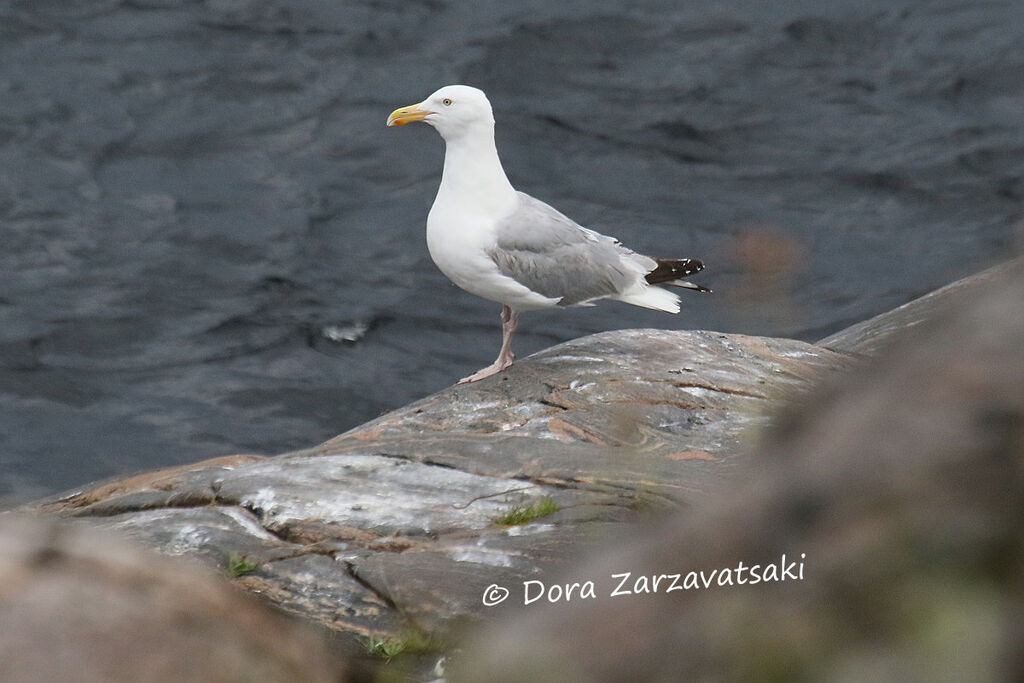 European Herring Gulladult