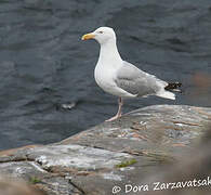 European Herring Gull