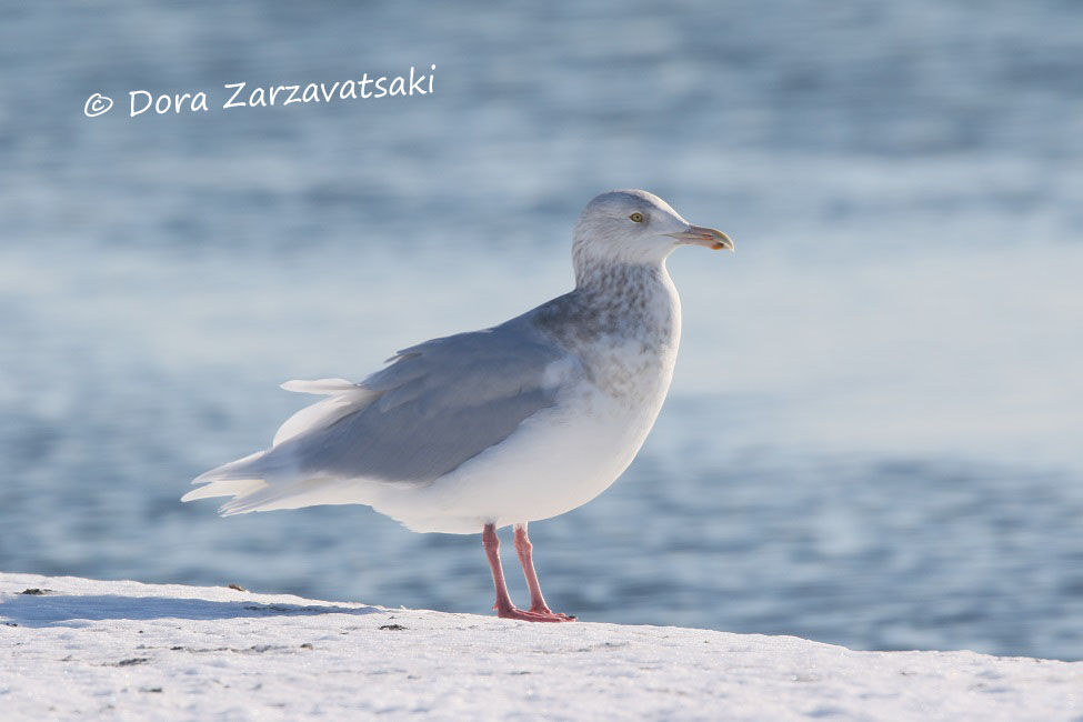 Glaucous Gull