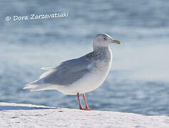 Glaucous Gull