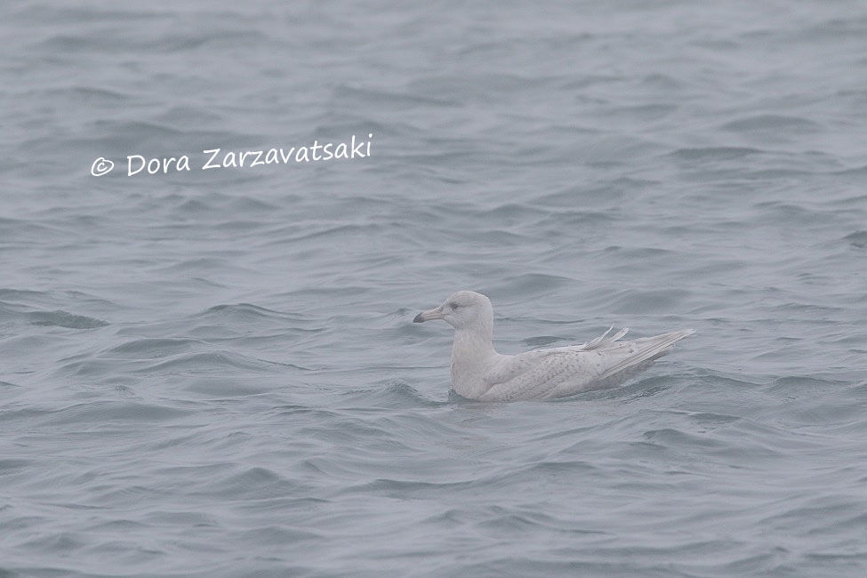 Glaucous Gull