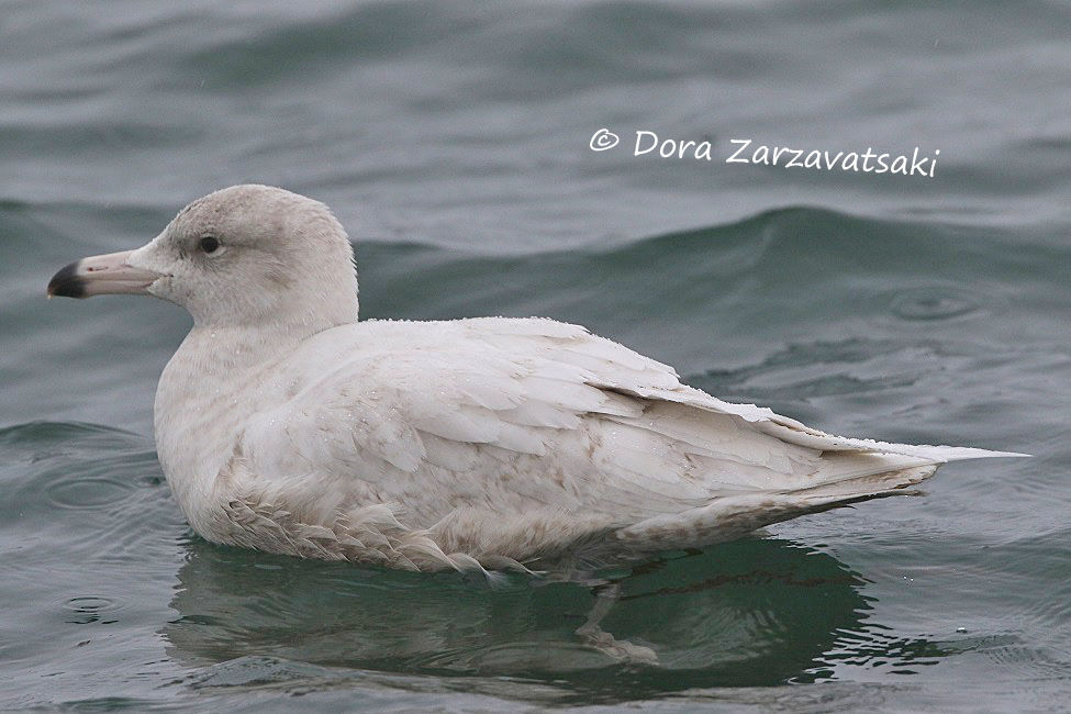 Glaucous Gull