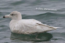 Glaucous Gull