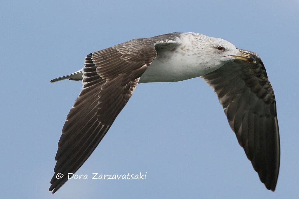 Lesser Black-backed GullFourth year, moulting, Flight