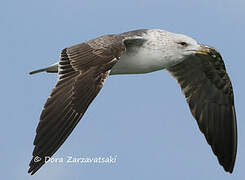 Lesser Black-backed Gull