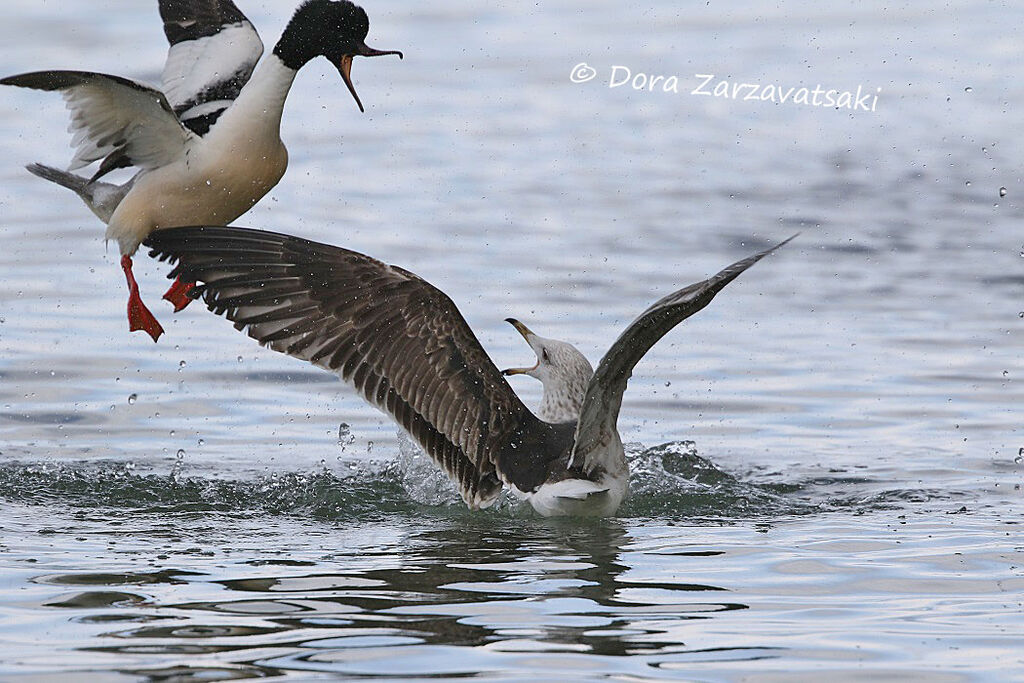 Lesser Black-backed GullFourth year, moulting