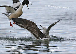 Lesser Black-backed Gull